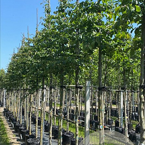 Parrotia persica 14-16 HO container