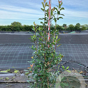 Photinia fraseri 'Red Robin' 175-200 cm 20L