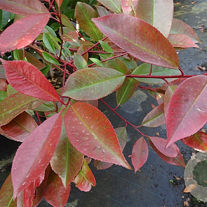 Photinia fraseri 'Red Robin' 8-10 cm container 180 cm stam lei 100x100