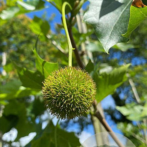 Platanus hispanica 14-16 HO draadkluit 3 X verplant