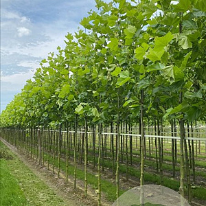 Platanus hispanica 16-18 HO draadkluit 3 X verplant