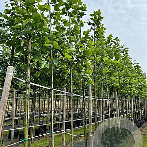 Platanus hispanica 16-18 HO container 125 cm stam LEIVORM