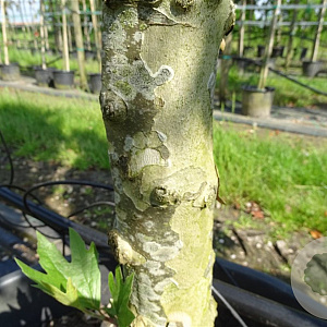 Platanus hispanica 16-18 HO container 125 cm stam LEIVORM