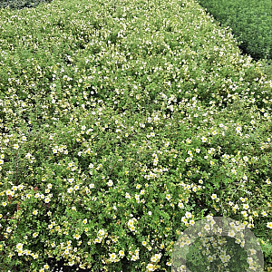Potentilla f. 'Limelight' 30-40 cm C1.5
