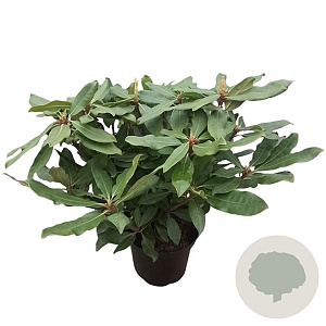 Rhododendron 'Roseum Elegans' 30-40 cm 5,0L struik