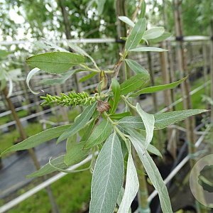 Salix alba 'Sericea' 16-18 HO container 125 cm stam LEIVORM