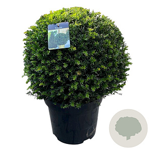 Taxus baccata 45-50 cm 15L bol