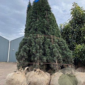 Taxus b. 'Fastigiata Robusta' 125-150 cm met kluit