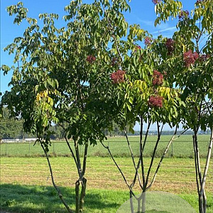 Tetradium daniellii 250-300 cm draadkluit meerstammig 3-4 tak