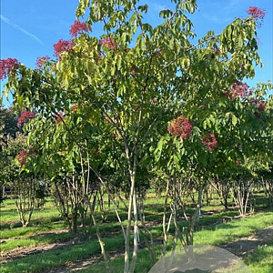Tetradium daniellii 250-300 cm draadkluit meerstammig 3-4 tak