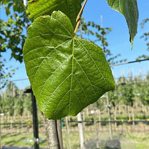 Tilia platyphyllos 14-16 HO container
