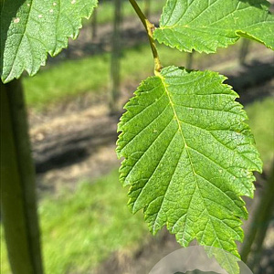 Ulmus glabra 10-12 HO draadkluit 3 X verplant