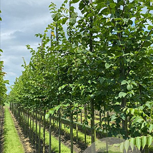 Ulmus glabra 16-18 HO draadkluit 3 X verplant