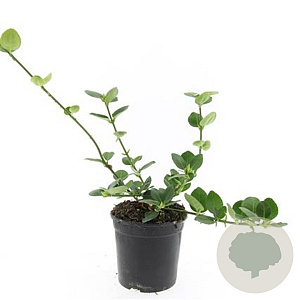 Euonymus fort. 'Vegetus' GM 1.5