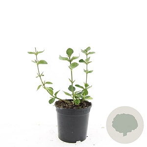 Euonymus fort. 'Vegetus' GM 1.5