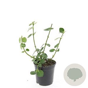 Euonymus fort. 'Vegetus' GM 1.5