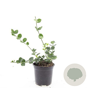 Euonymus fort. 'Vegetus' GM 1.5