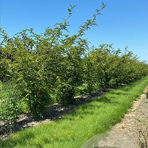 Zanthoxylum simulans 250-300 cm draadkluit meerstammig 3-4 tak