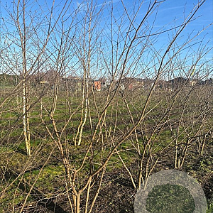 Zelkova serrata 250-300 cm draadkluit meerstammig 3-4 tak