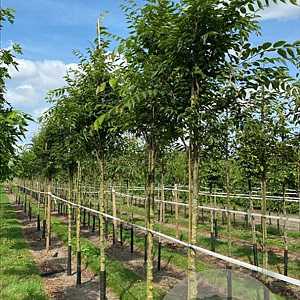 Zelkova serrata Green Vase 12-14 HO draadkluit 3 X verplant