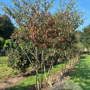 Cornus alternifolia 300-350 cm draadkluit meerstammig 3-4 tak