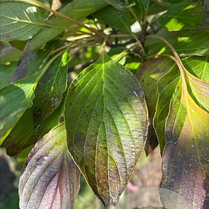 Cornus alternifolia 300-350 cm draadkluit meerstammig 3-4 tak