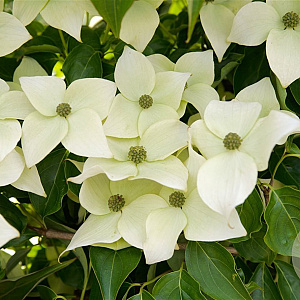 Cornus kousa 8-10 cm container