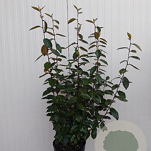 Elaeagnus ebbingei 100-110 cm 10L
