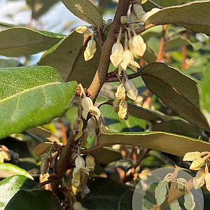 Elaeagnus ebbingei 125-150 cm container 