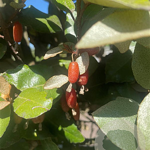 Elaeagnus ebbingei 125-150 cm container 