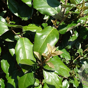 Elaeagnus ebbingei 125-150 cm container 