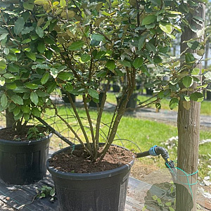Elaeagnus ebbingei 125-150 cm container 