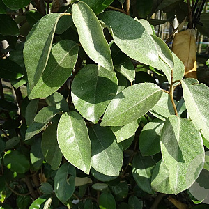 Elaeagnus ebbingei 150 cm container bol
