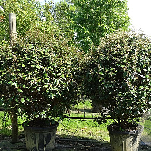 Elaeagnus ebbingei 150 cm container bol
