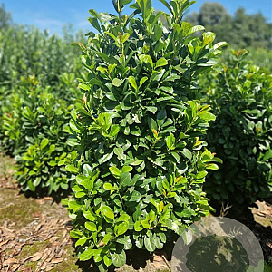 Prunus l. Etna 125-150 cm met kluit