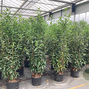 Prunus l. Genolia 175-200 cm 25L