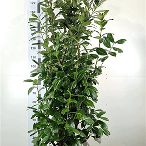 Prunus l. 'Novita' 150-175 cm 20L