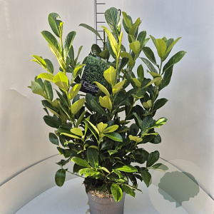 Prunus I. 'Rotundifolia' 80-100 cm 10L