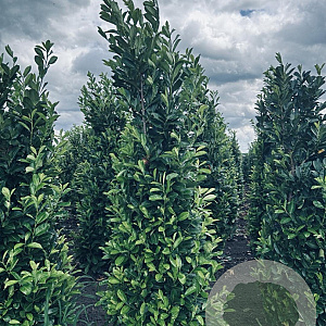 Prunus I. 'Rotundifolia' 250-300 cm draadkluit