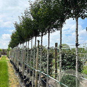 Prunus 'Pandora' 16-18 HO container 125 cm stam LEIVORM