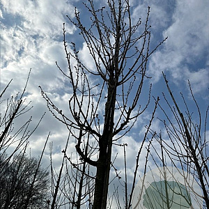 Prunus 'Spire' 16-18 HO draadkluit 3 X verplant