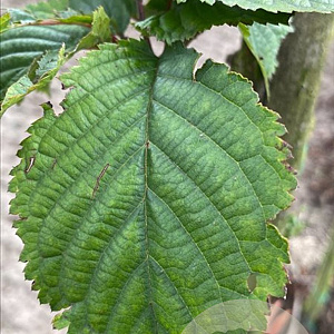 Prunus 'Spire' 16-18 HO draadkluit 3 X verplant