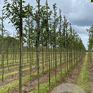 Prunus 'Spire' 20-25 HO draadkluit 3 X verplant