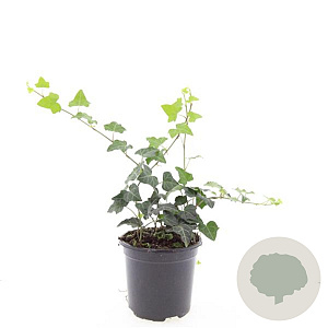 Hedera helix GM 1.5