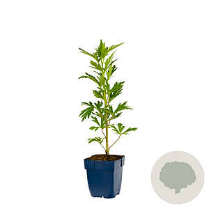 Aconitum carm. 'Cloudy' GM  P11