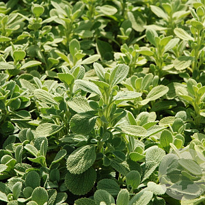 Ballota acet. 'All Hallows Green' GM P9