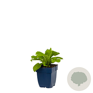 Digitalis 'Mertonensis' GM  P11