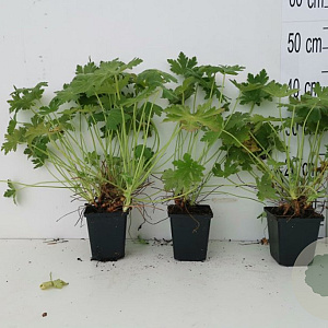 Geranium macr. 'Spessart' GM P9