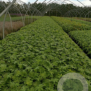Geranium macr. 'Spessart' GM P9