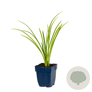 Hemerocallis 'Longfields Pearl' GM  P11